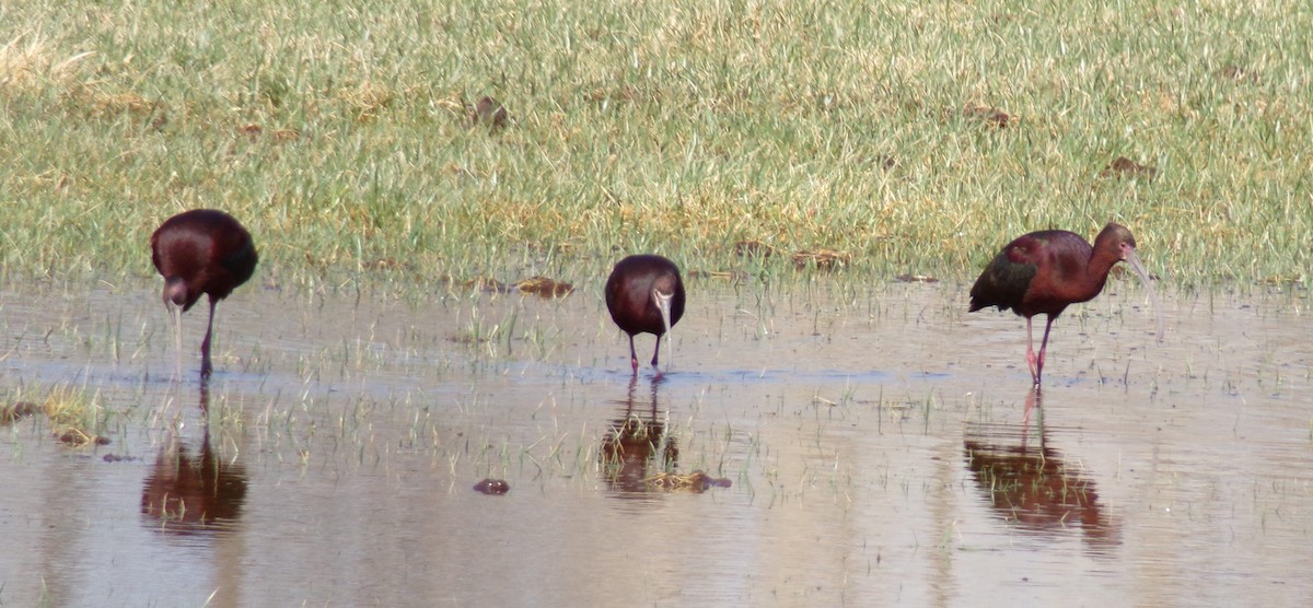 ibis americký - ML558355311