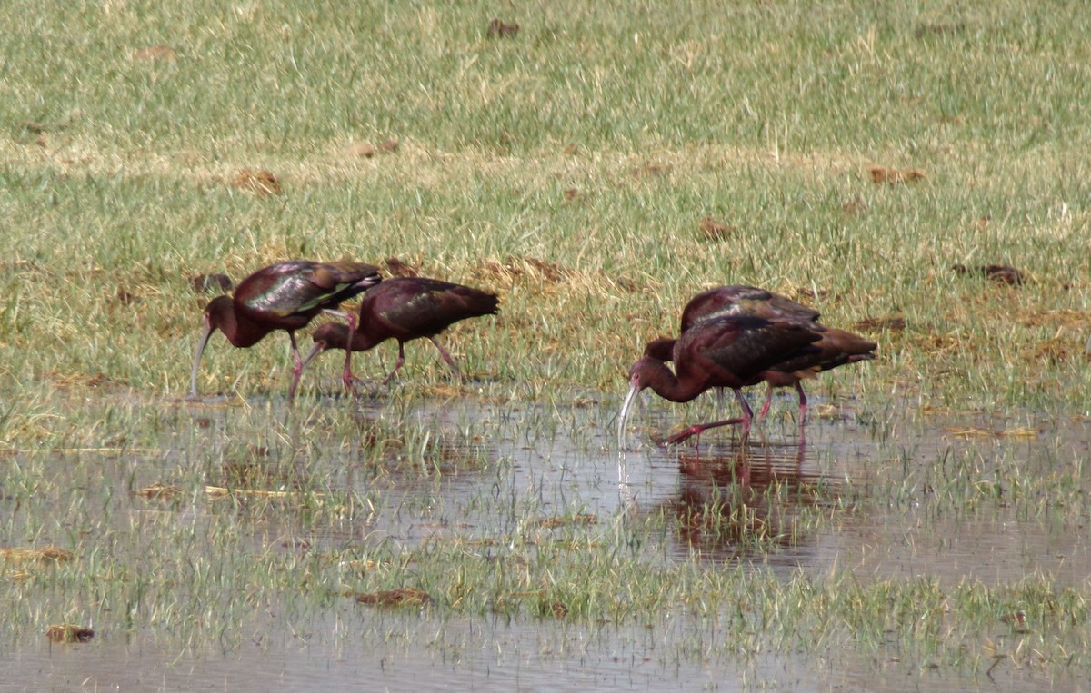 ibis americký - ML558355371
