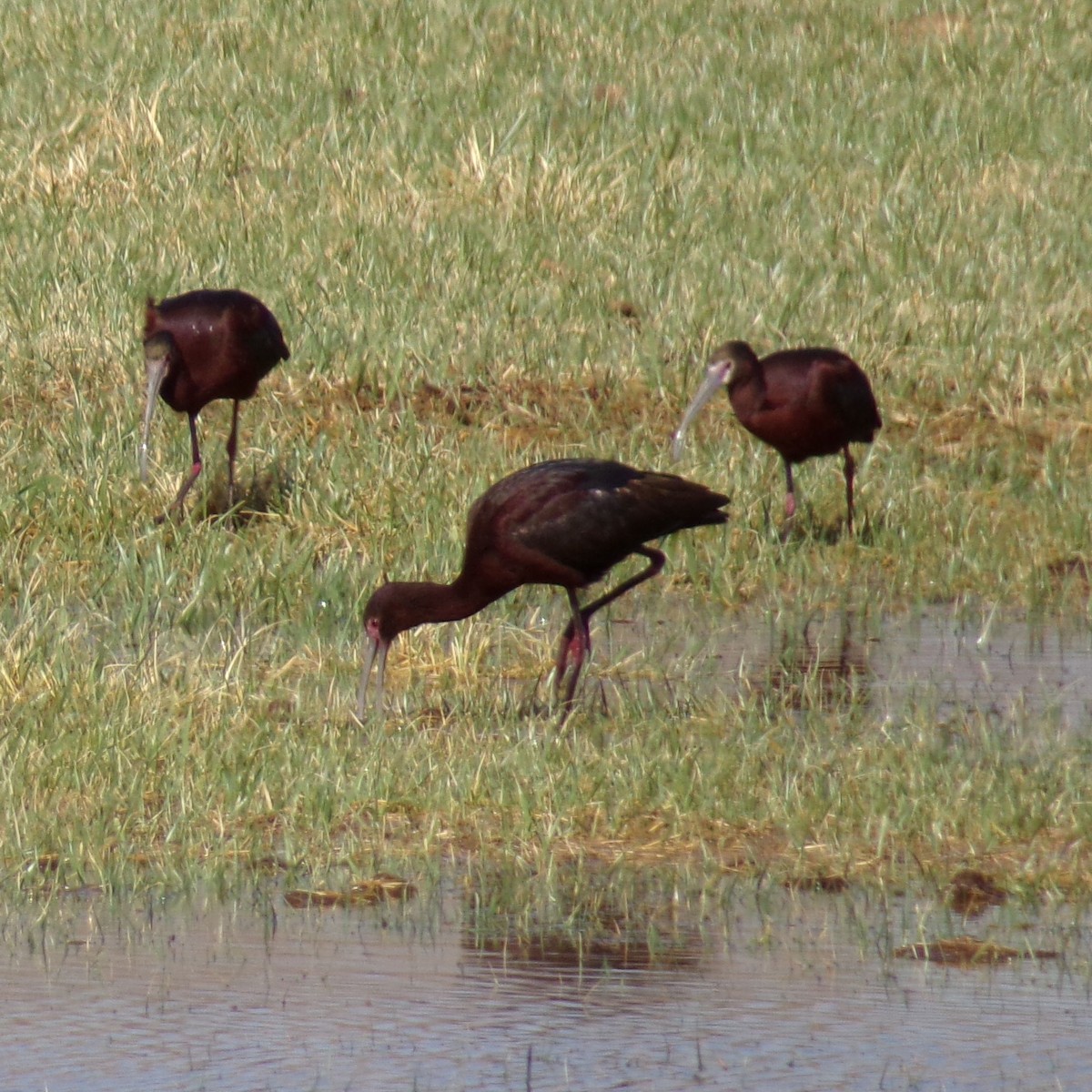 ibis americký - ML558355471