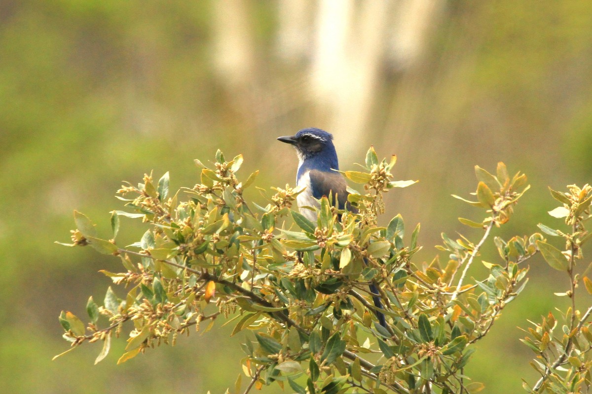 California Scrub-Jay - ML558355811