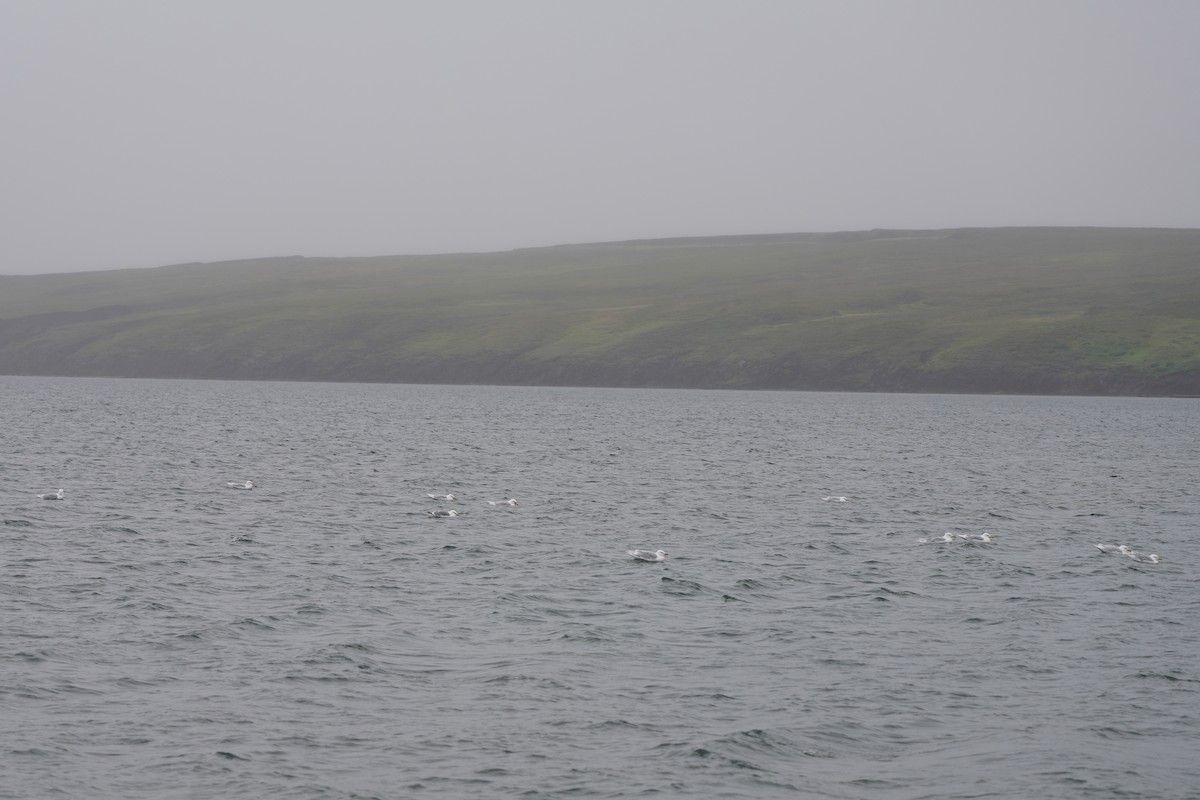 Glaucous Gull - ML558355941