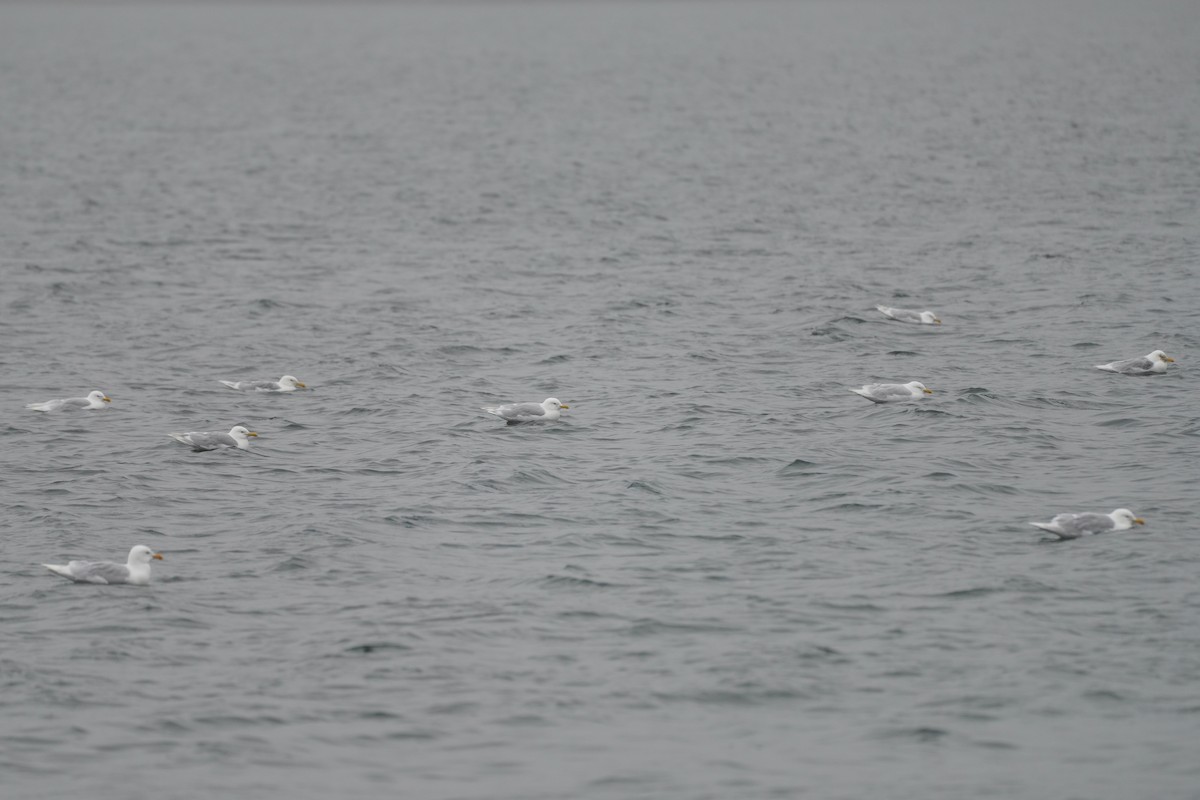 Glaucous Gull - ML558355951