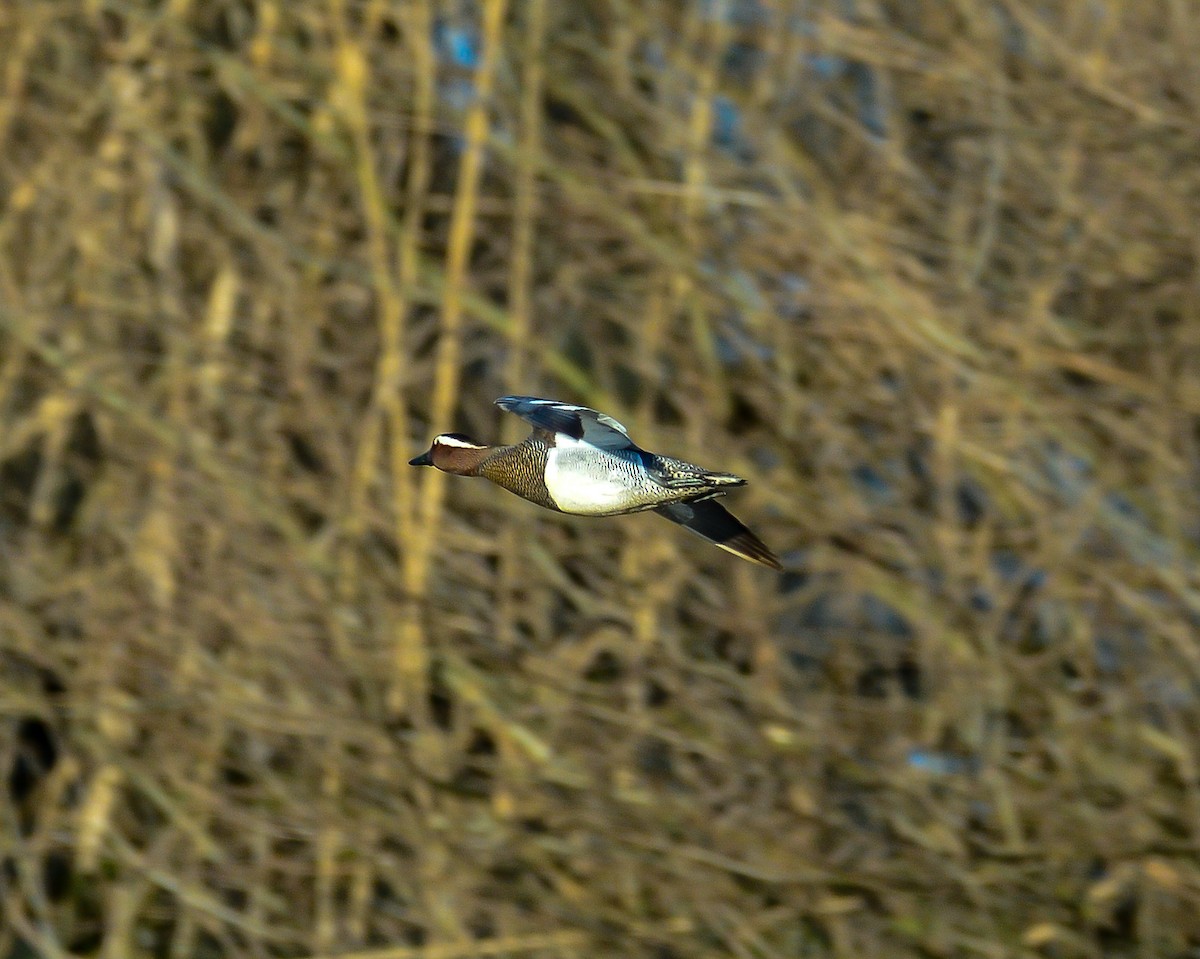 Garganey - ML558356341