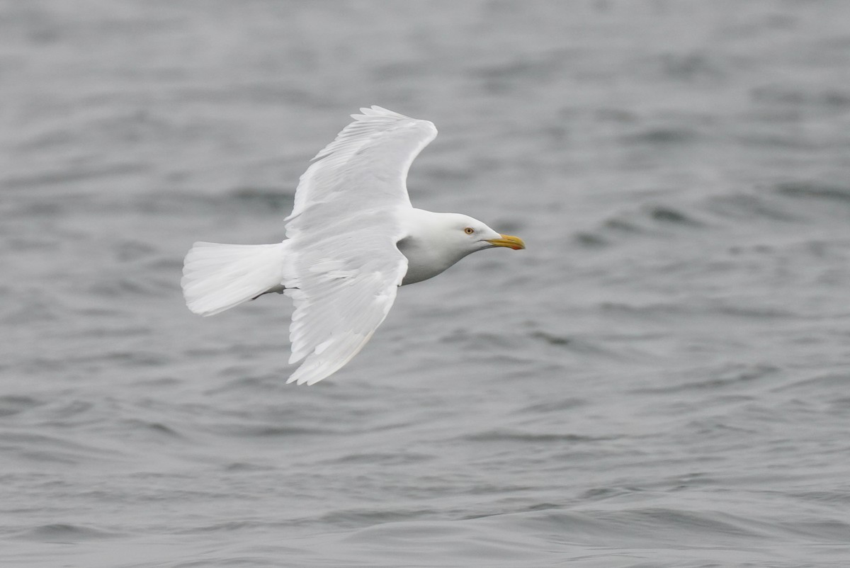 Glaucous Gull - ML558356811