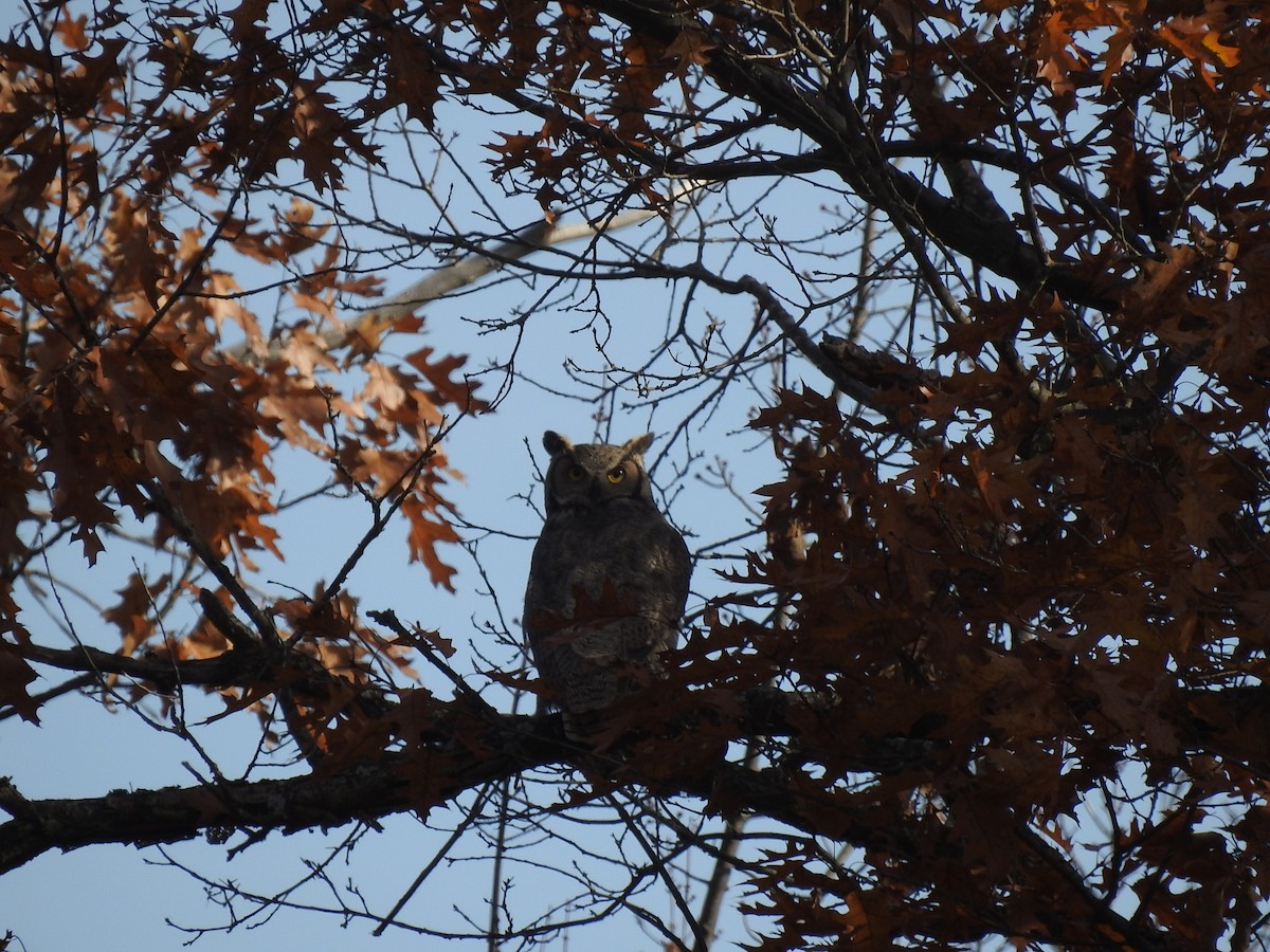 Great Horned Owl - ML558358901
