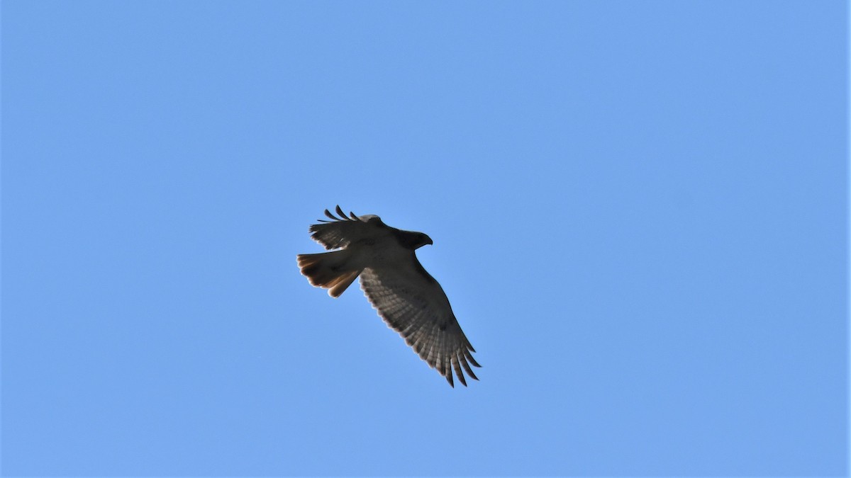 Red-tailed Hawk - ML558358991