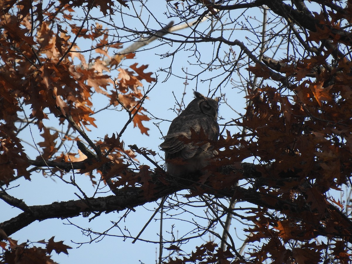 Great Horned Owl - ML558359051