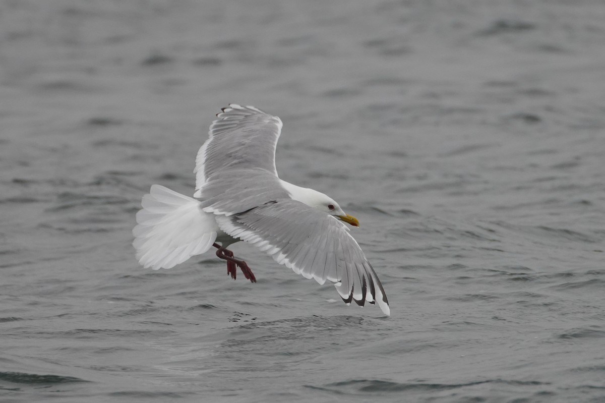 Iceland Gull (Thayer's) - ML558359331