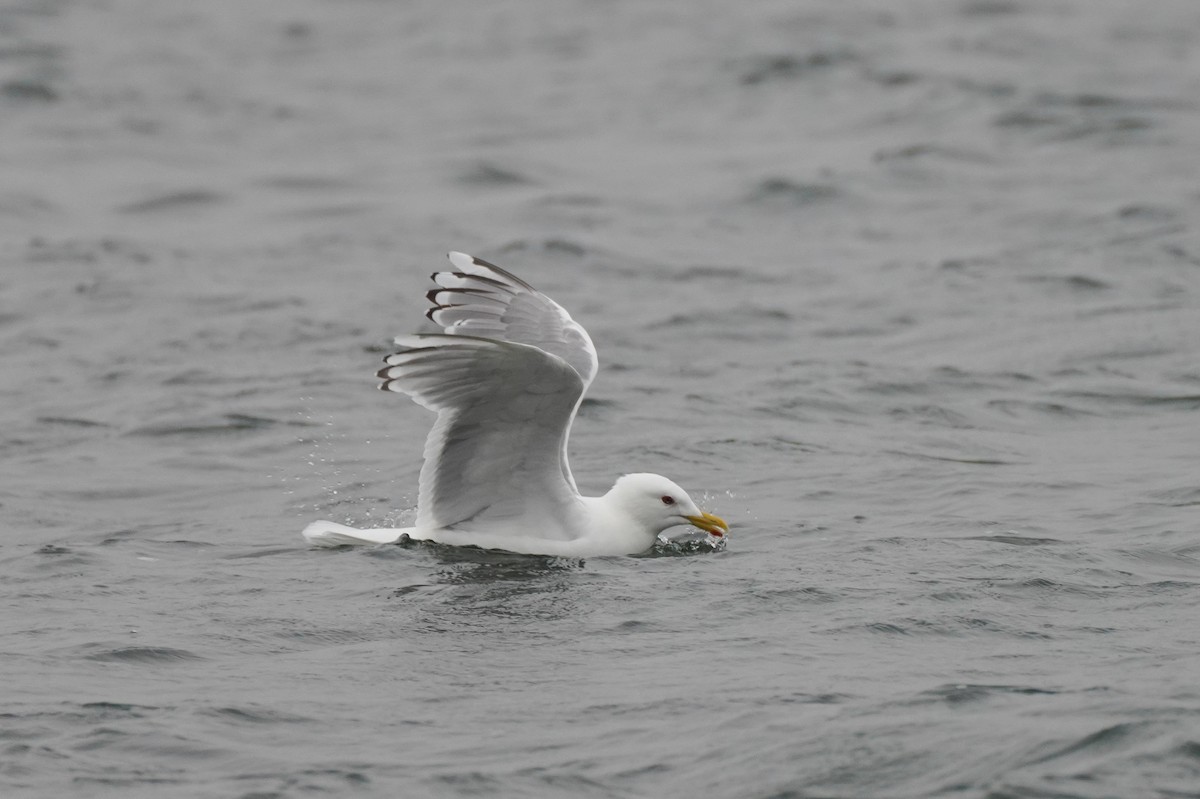 Iceland Gull (Thayer's) - ML558359351