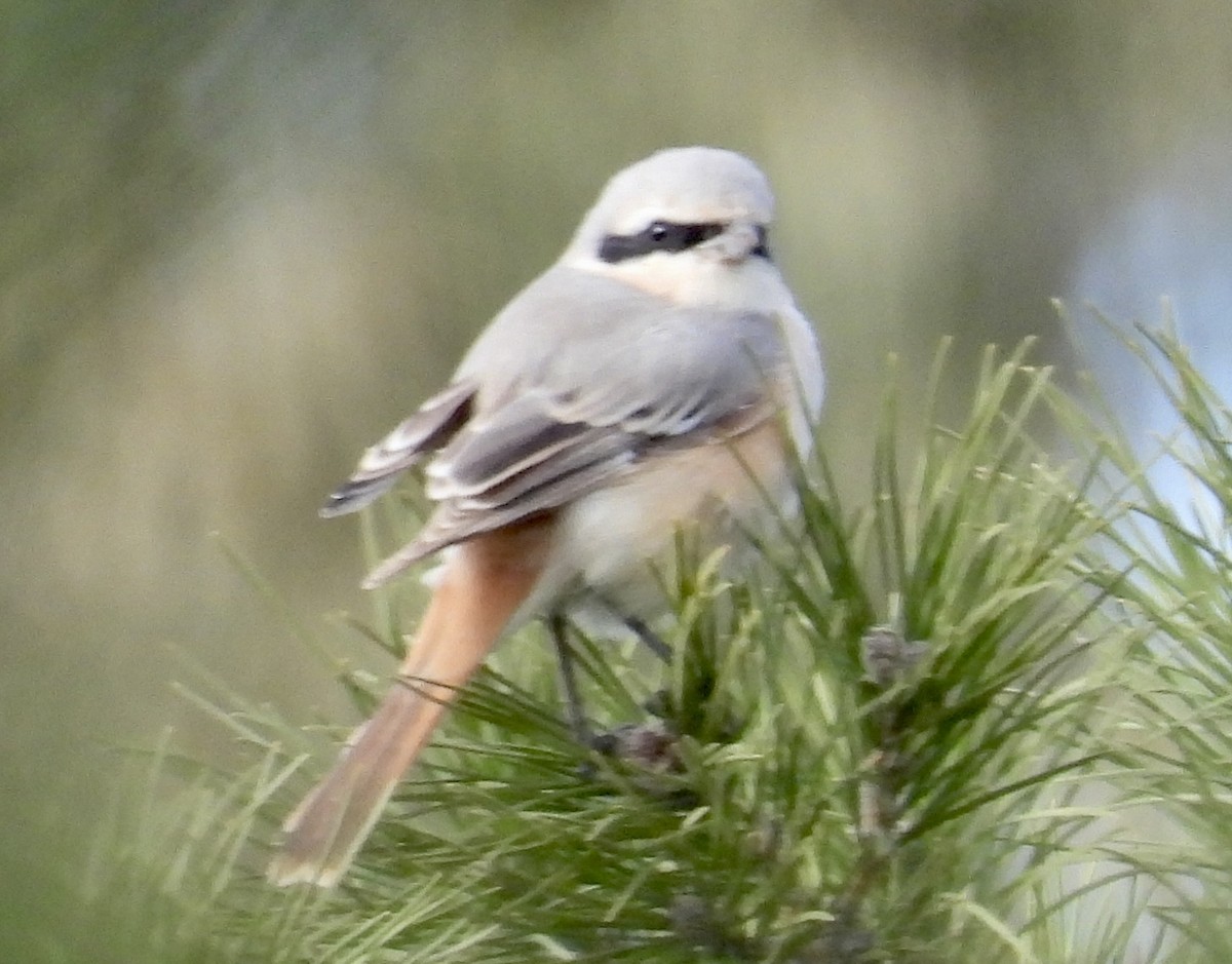 Isabelline Shrike - ML558359751