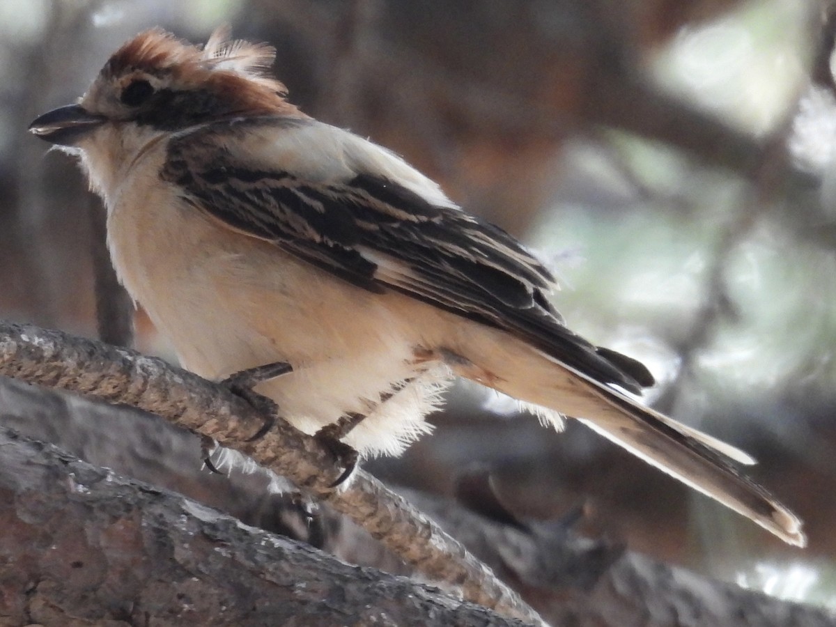 Woodchat Shrike - Paco Torres 🦆