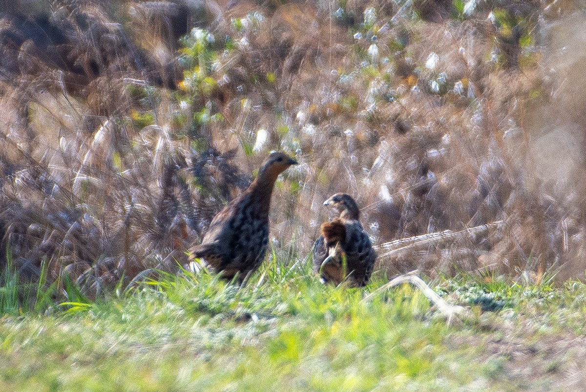 Mountain Bamboo-Partridge - Harshil Sharma