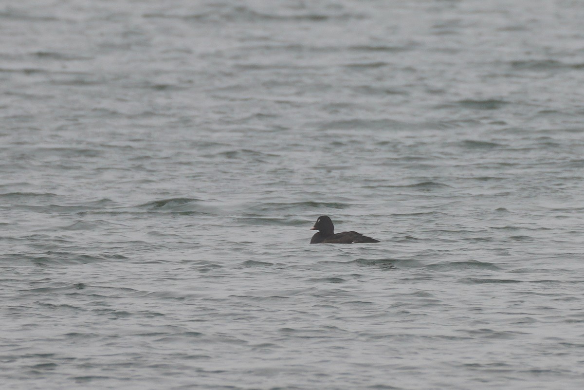 White-winged Scoter - ML558361021