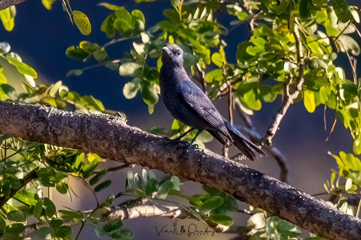 Blue Rock-Thrush - ML558361911