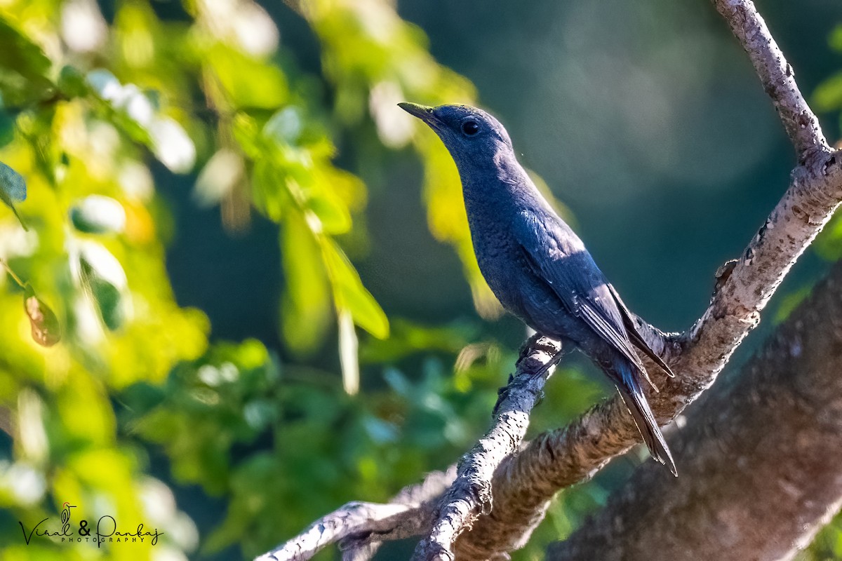 Blue Rock-Thrush - ML558361931