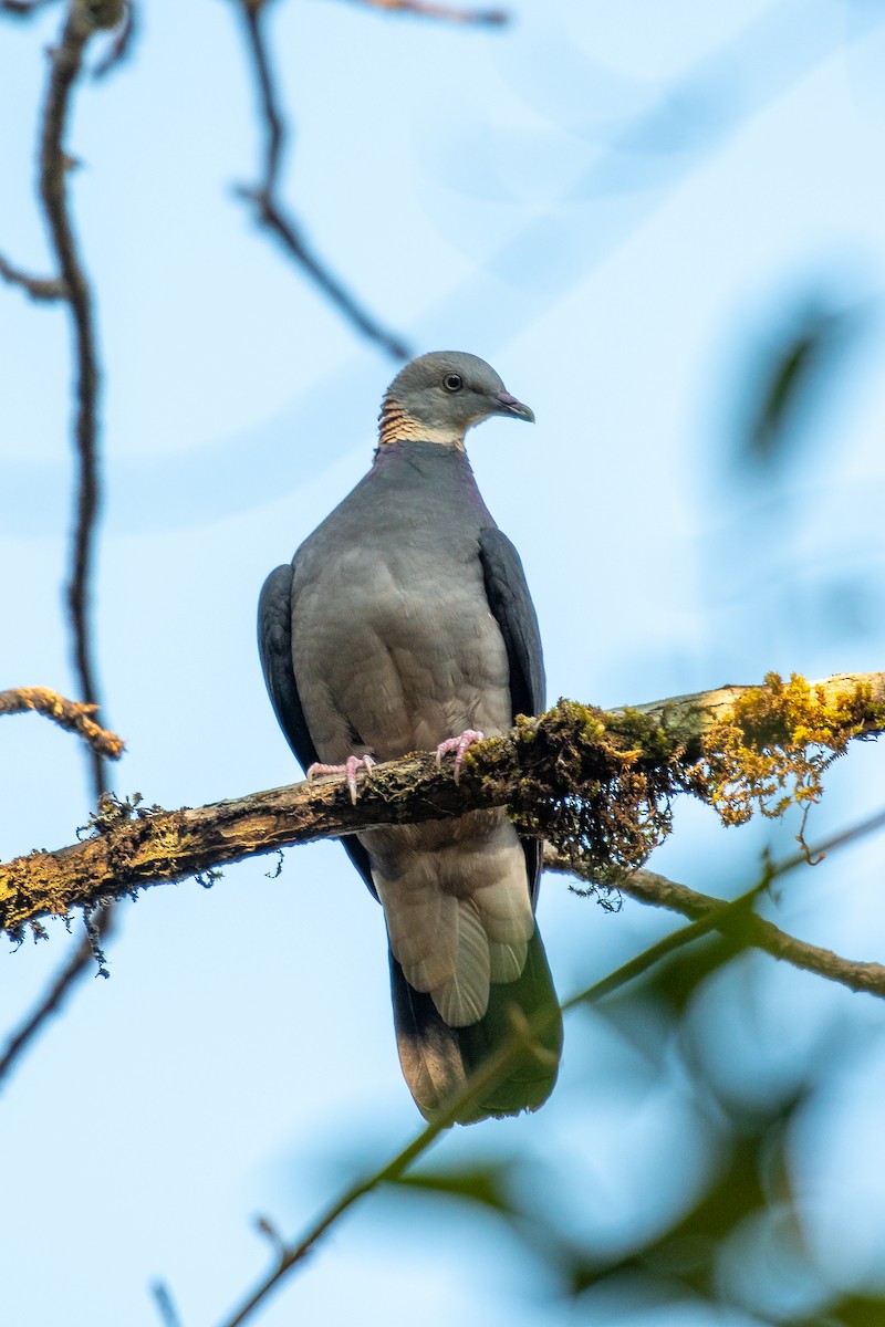 Ashy Wood-Pigeon - Harshil Sharma