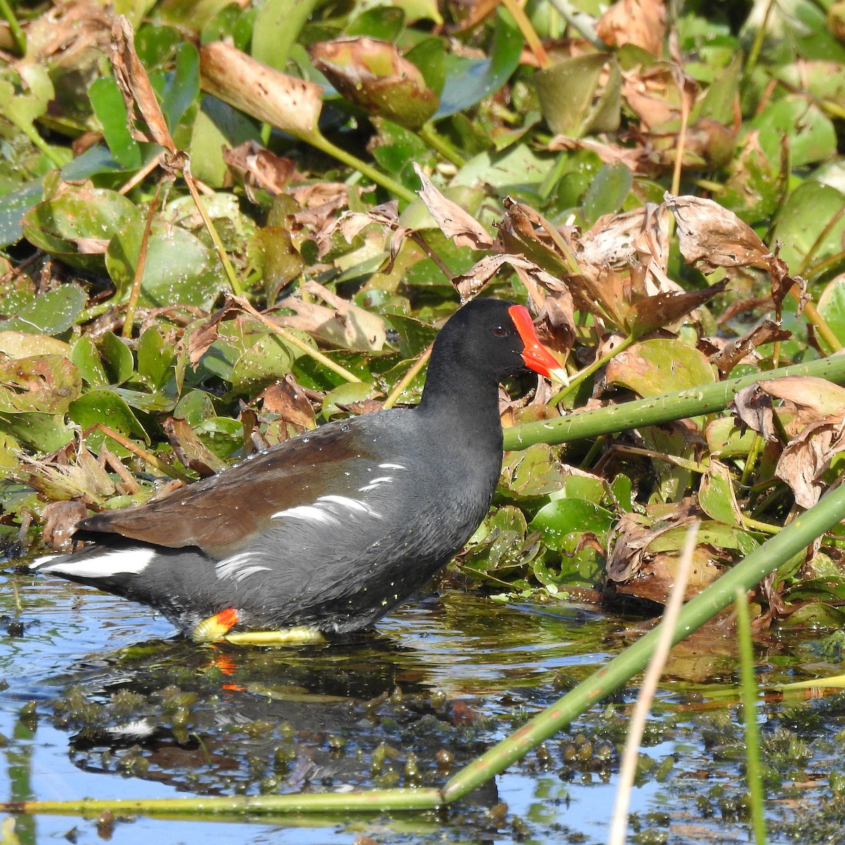 Common Gallinule - ML558361961