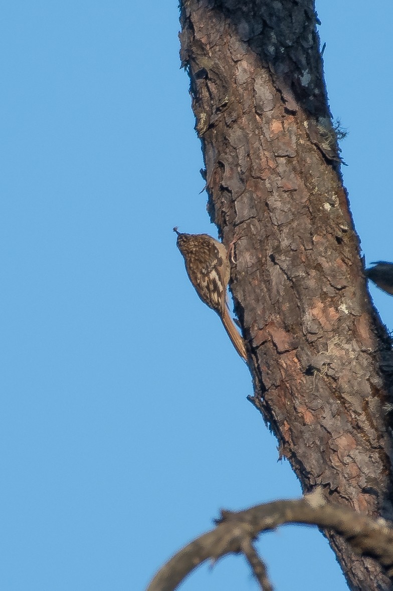 Hume's Treecreeper - ML558362491