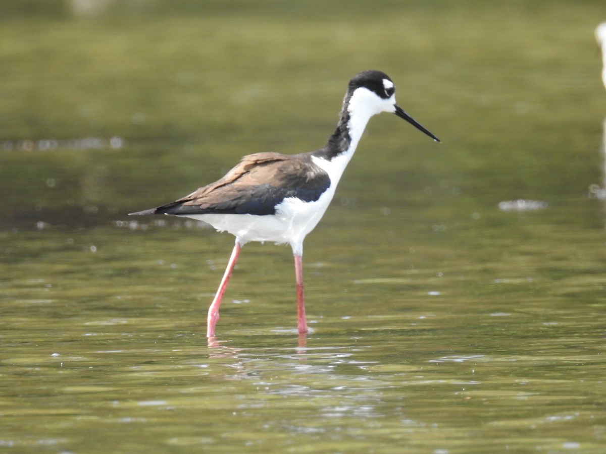 Black-necked Stilt - deborah grimes