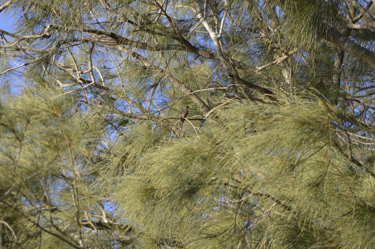 Oriental Cuckoo - ML558363541