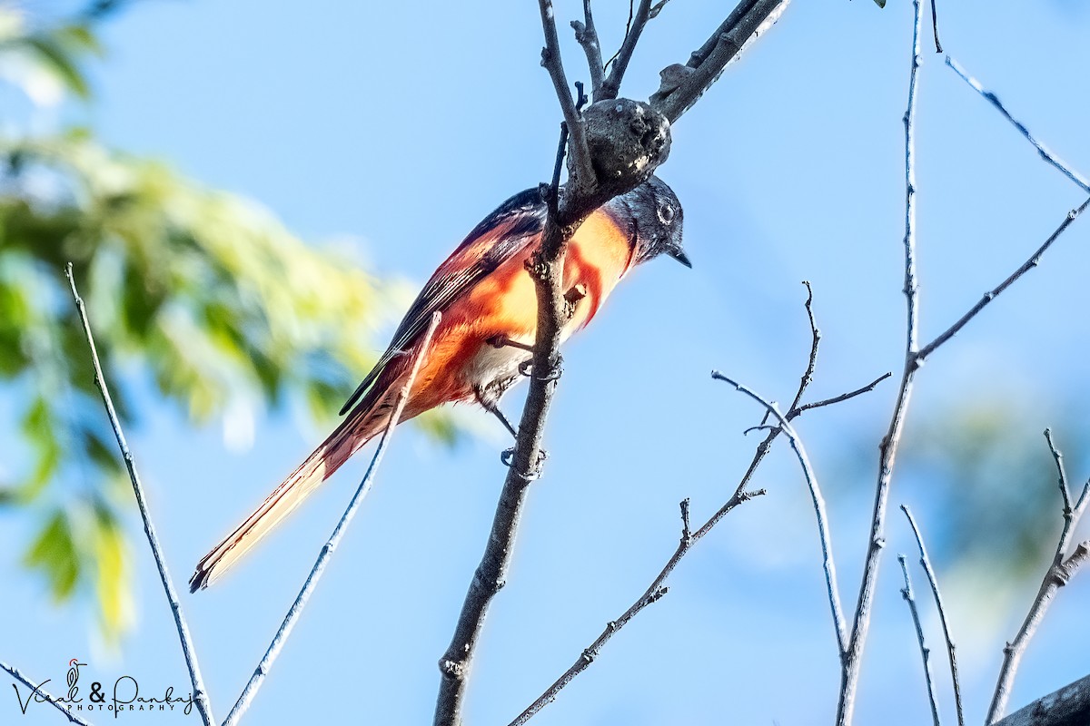 Long-tailed Minivet - Pankaj Maheria