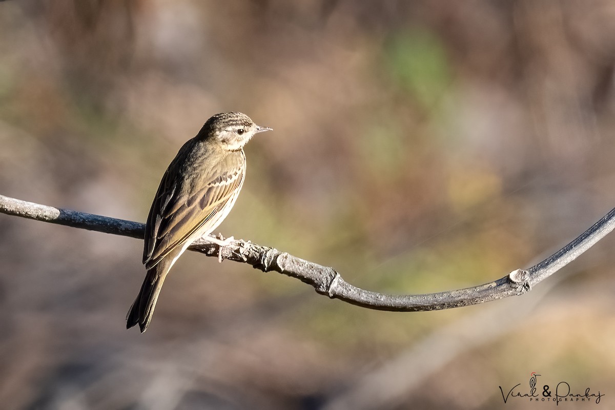 Olive-backed Pipit - Pankaj Maheria