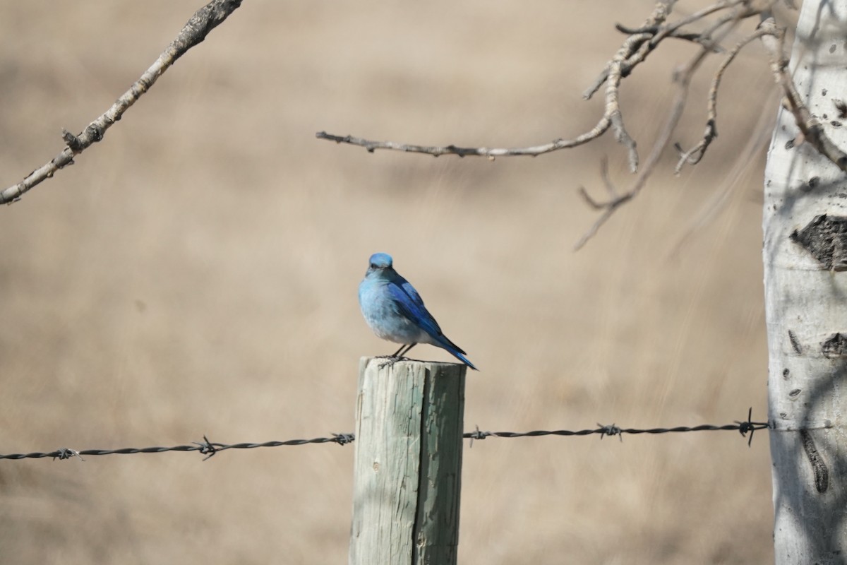 Mountain Bluebird - Pam Hardy