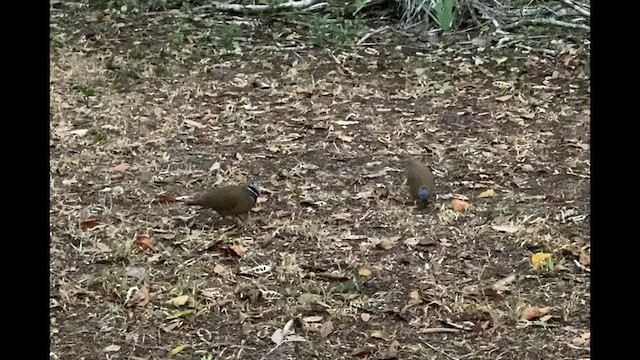 Blue-headed Quail-Dove - ML558365231