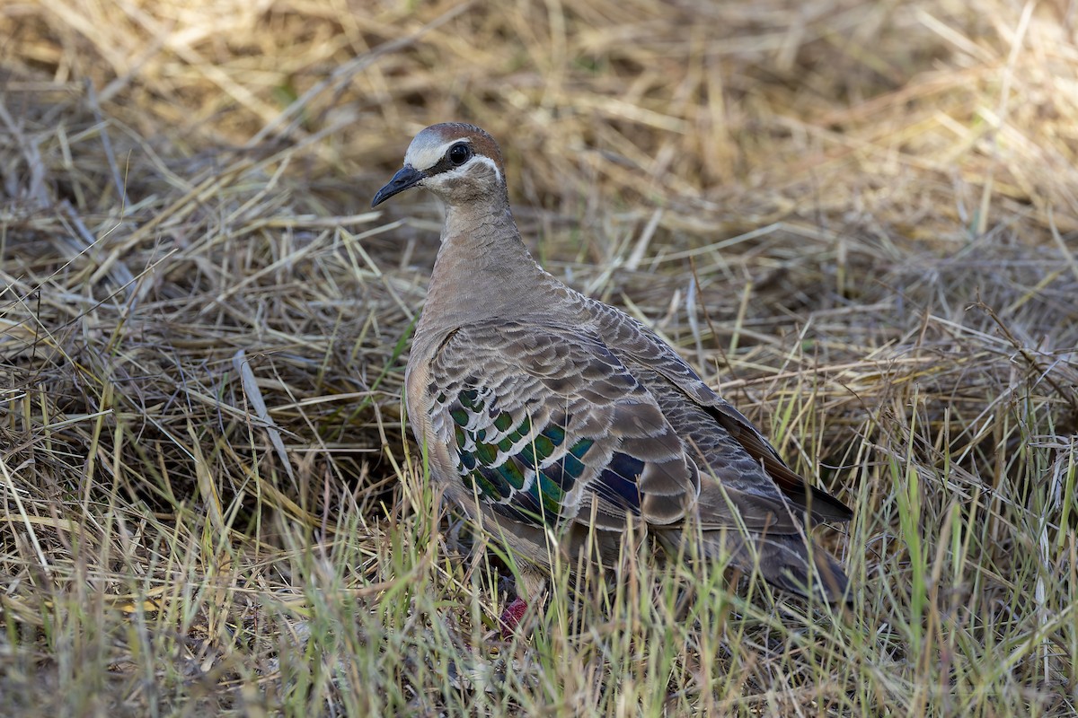 Common Bronzewing - Dana Cameron