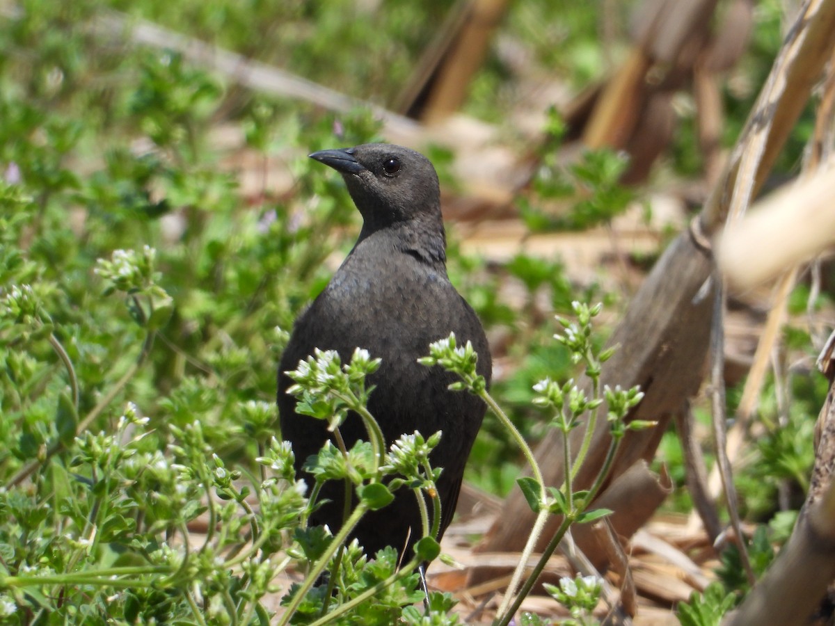 Brewer's Blackbird - ML558365551