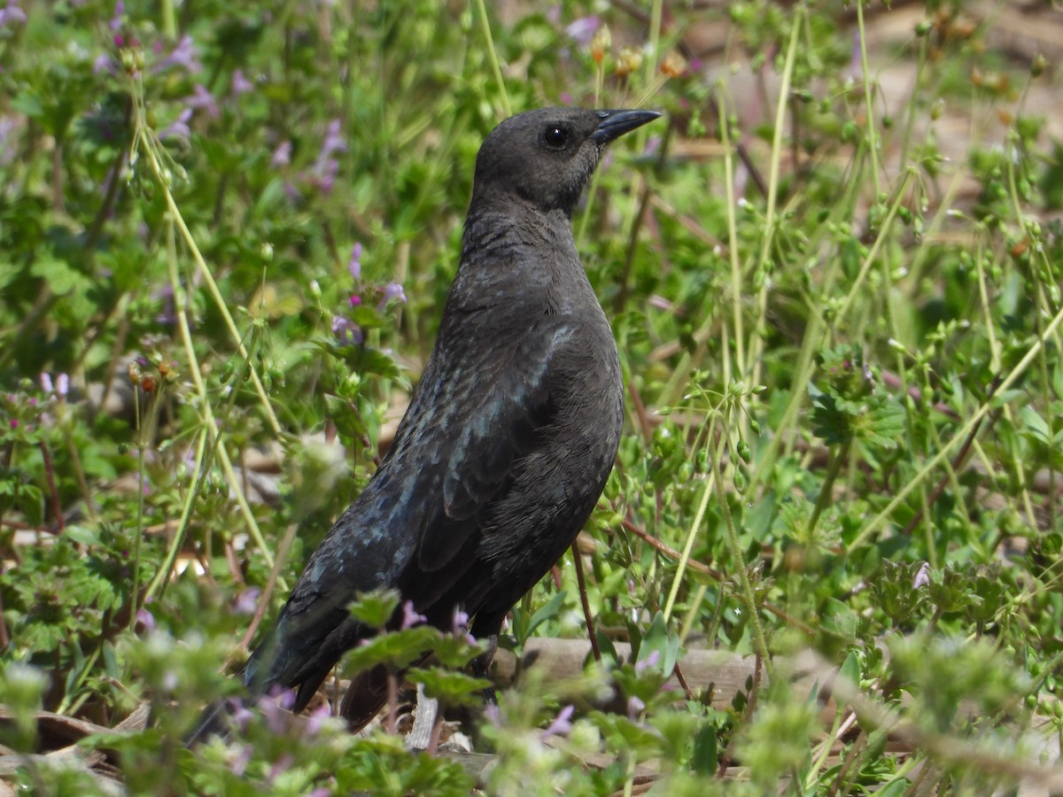 Brewer's Blackbird - ML558365571