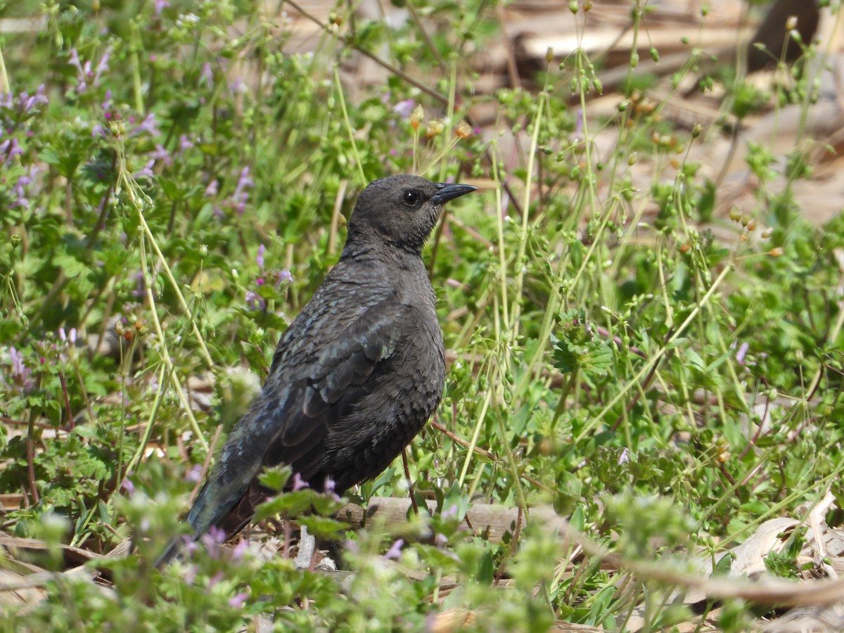 Brewer's Blackbird - ML558365581