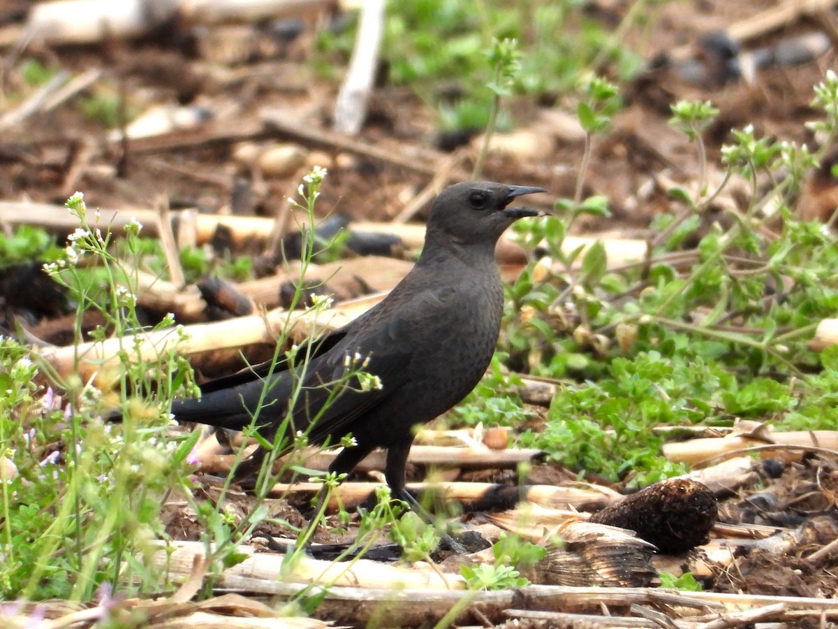 Brewer's Blackbird - ML558366281