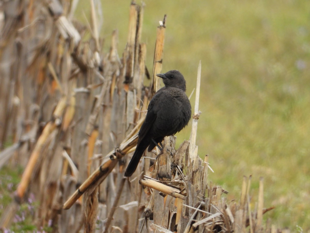 Brewer's Blackbird - ML558366411