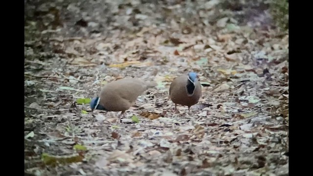 Blue-headed Quail-Dove - ML558366901