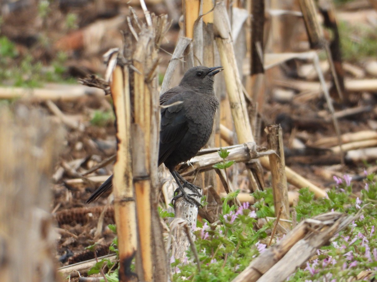 Brewer's Blackbird - ML558367281