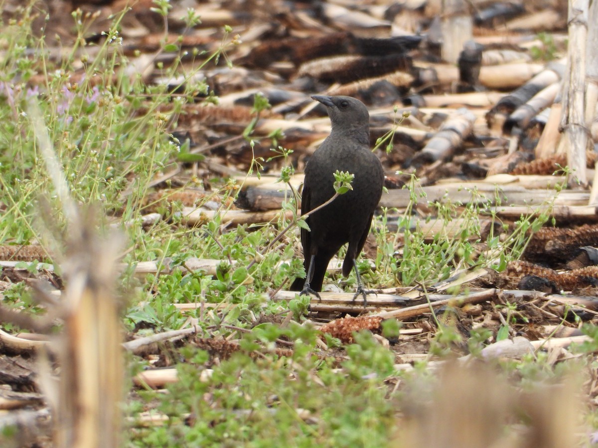 Brewer's Blackbird - ML558367291