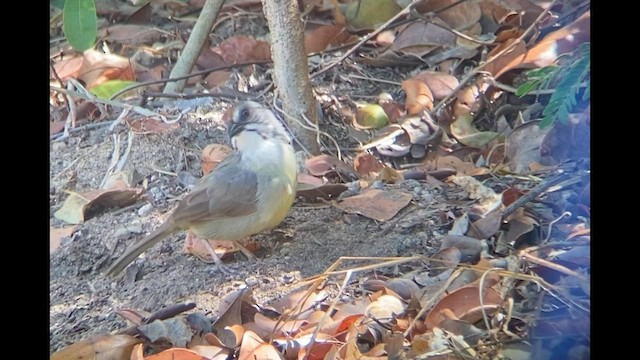 Zapata Sparrow - ML558368411