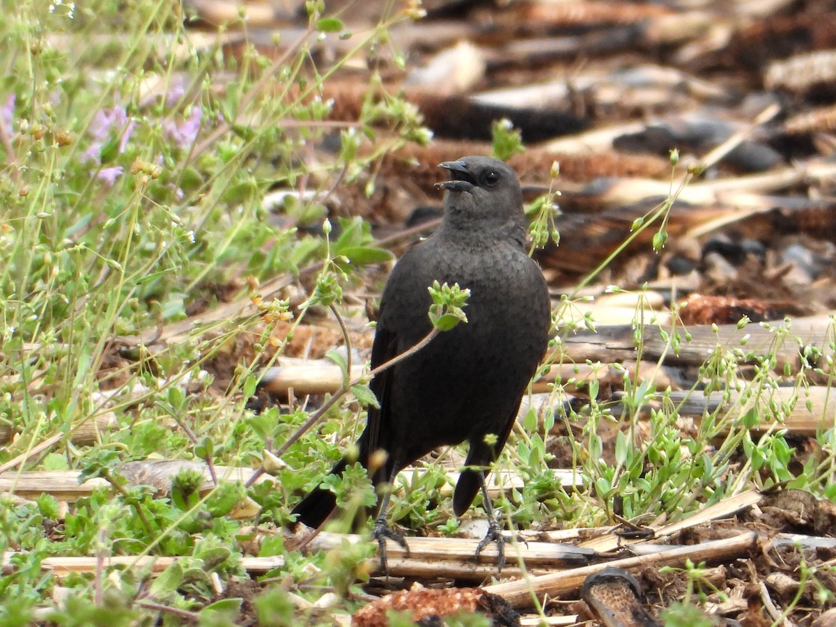 Brewer's Blackbird - ML558368511