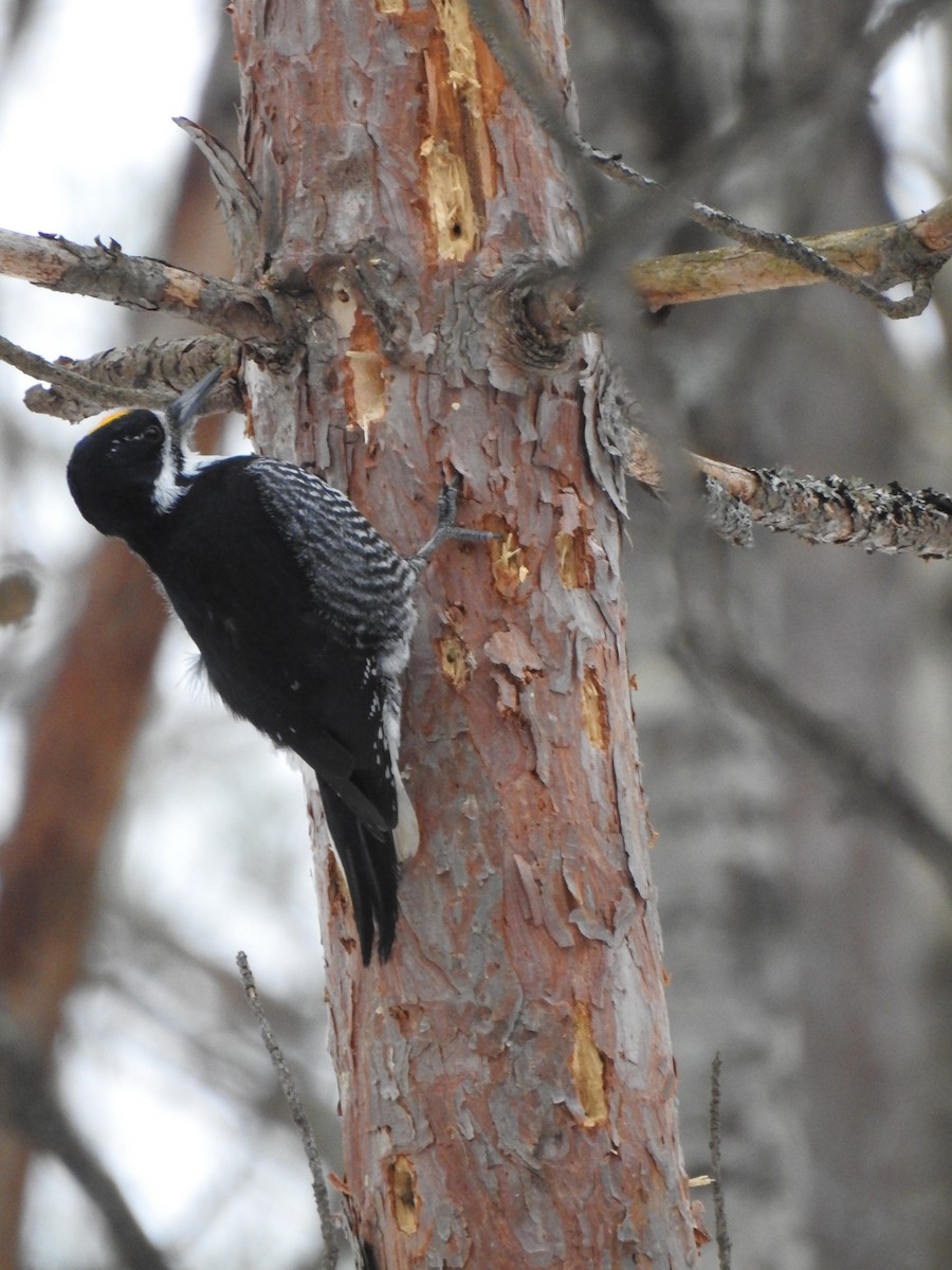Black-backed Woodpecker - ML558369071