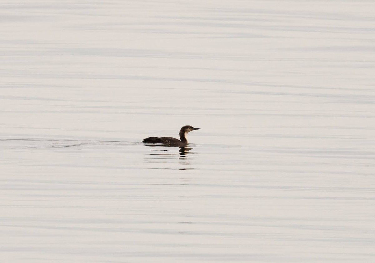 Pacific Loon - ML558369951