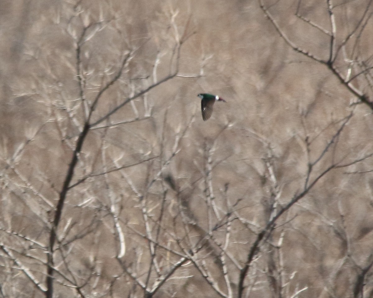 Violet-green Swallow - ML558370191
