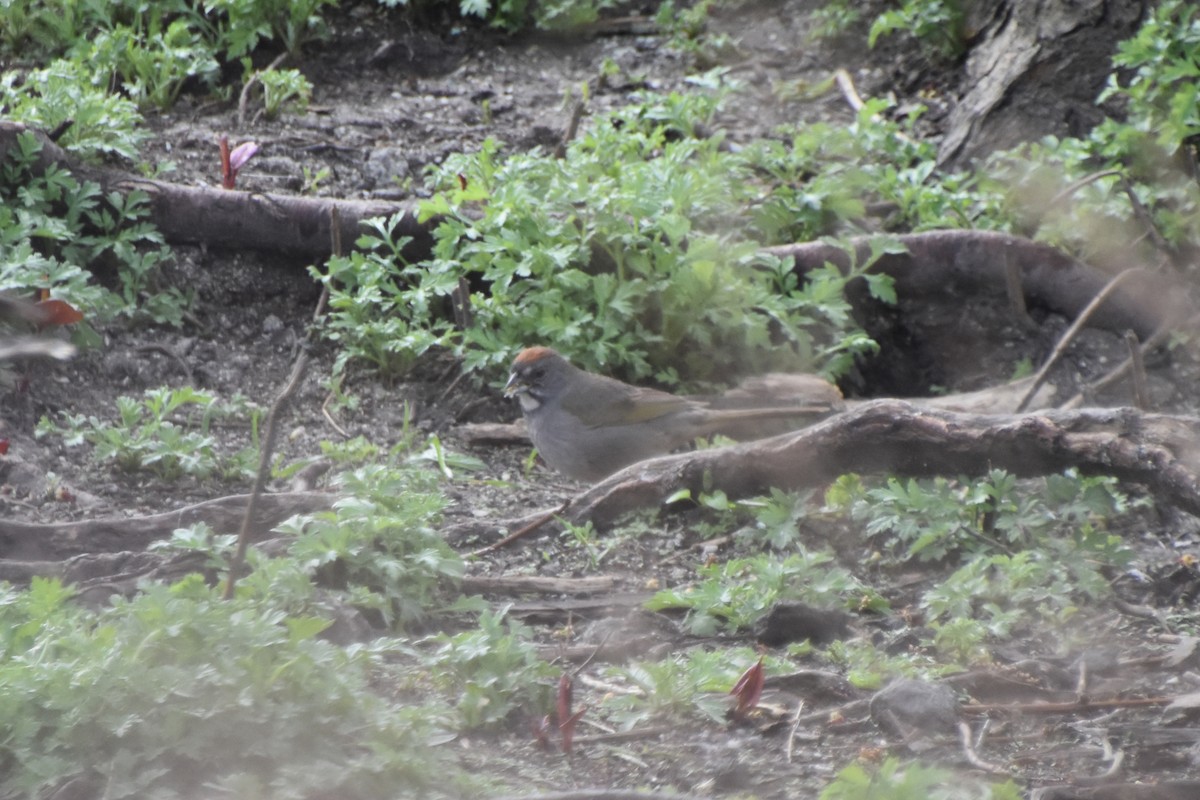 Green-tailed Towhee - ML558370441