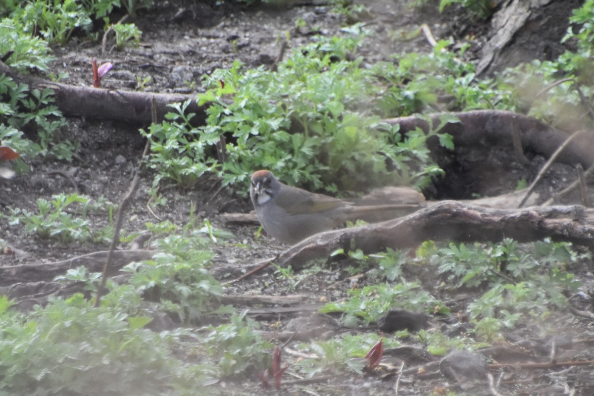 Green-tailed Towhee - ML558370461