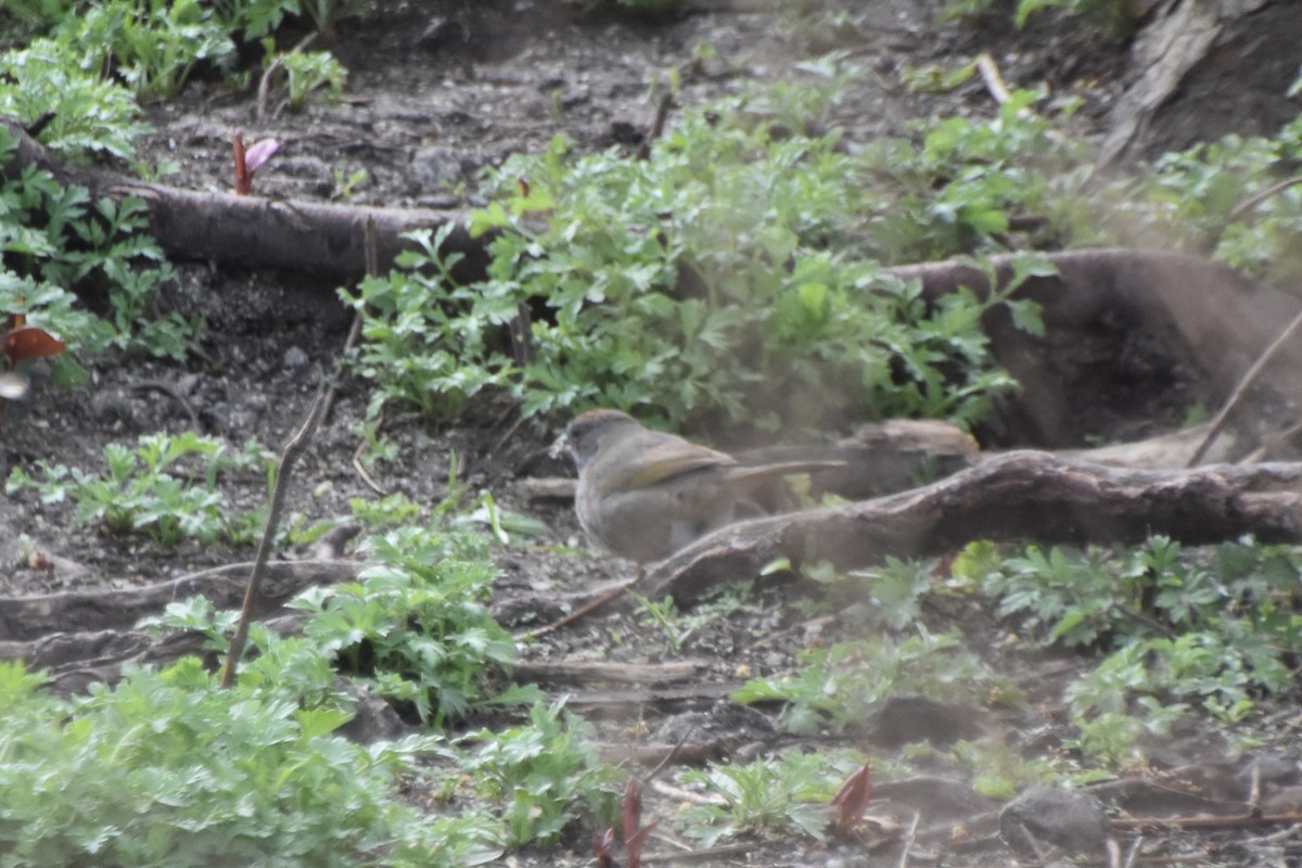 Green-tailed Towhee - ML558370601