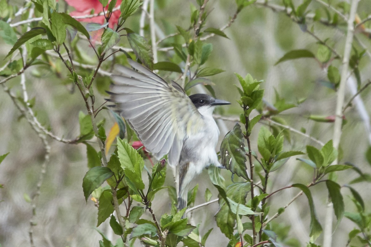 Loggerhead Kingbird - ML558370991