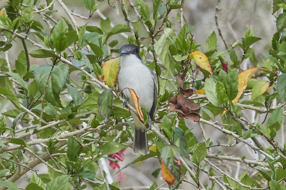 Loggerhead Kingbird - ML558371021