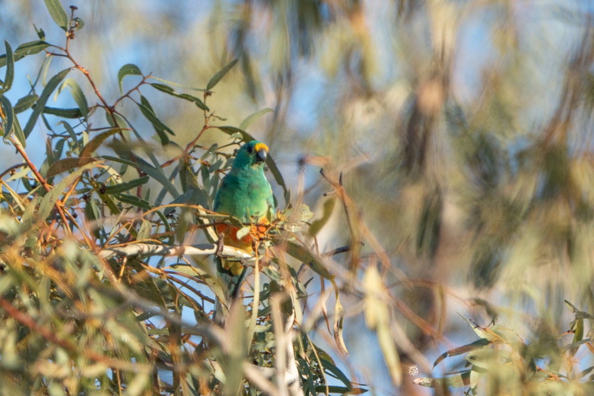 Mulga Parrot - ML558371201