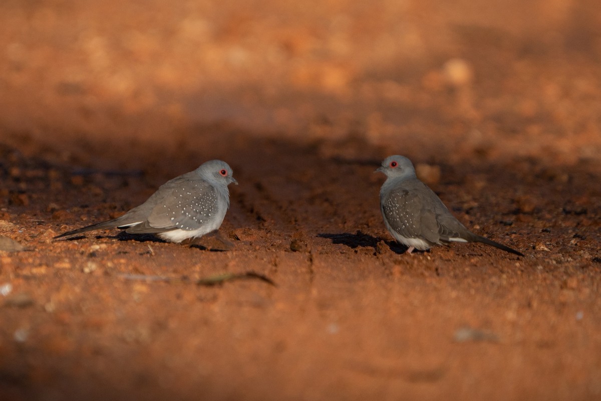 Diamond Dove - ML558371211