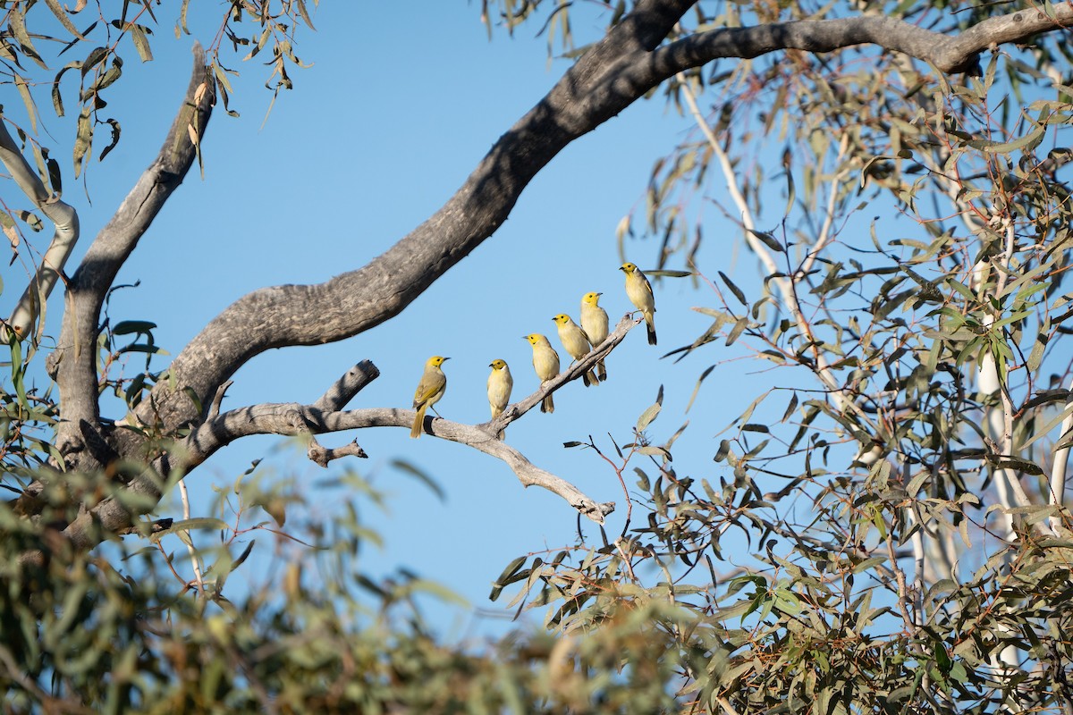 White-plumed Honeyeater - ML558371411